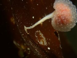the colonial ascidian Sycozoa gaimardi, an example of the... by Cesar Cardenas 